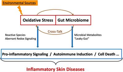 Oxidative Stress and Gut Microbiome in Inflammatory Skin Diseases